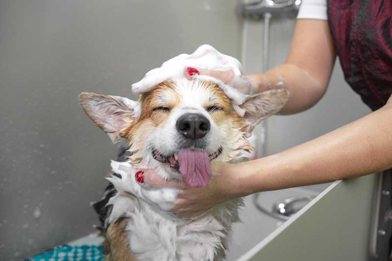 dog grooming facilites